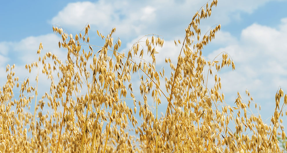 Golden oat stalks against a blue sky.