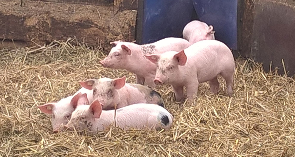 Several piglets are resting on straw in a pen.